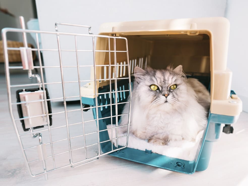 Pet Travel Guidelines