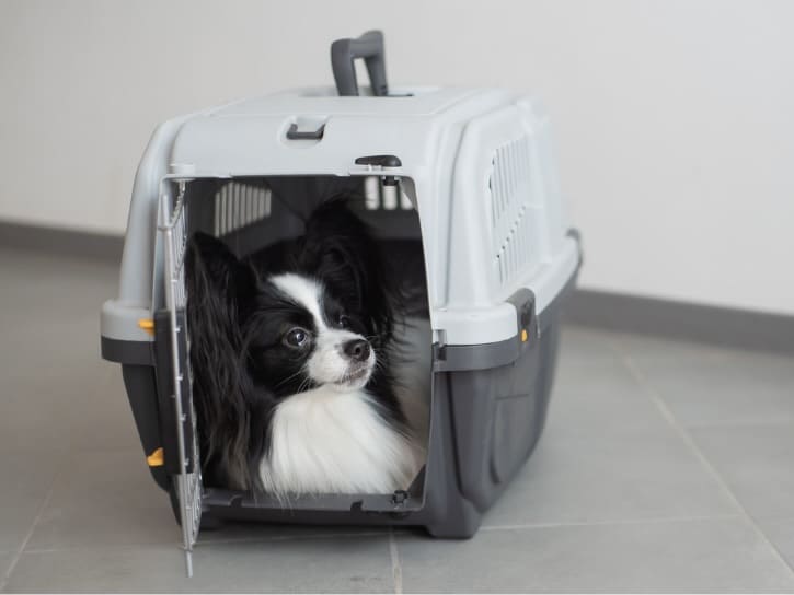 Pet Travel Guidelines