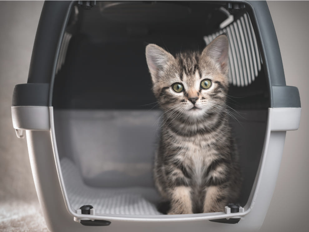 Pet Travel Guidelines